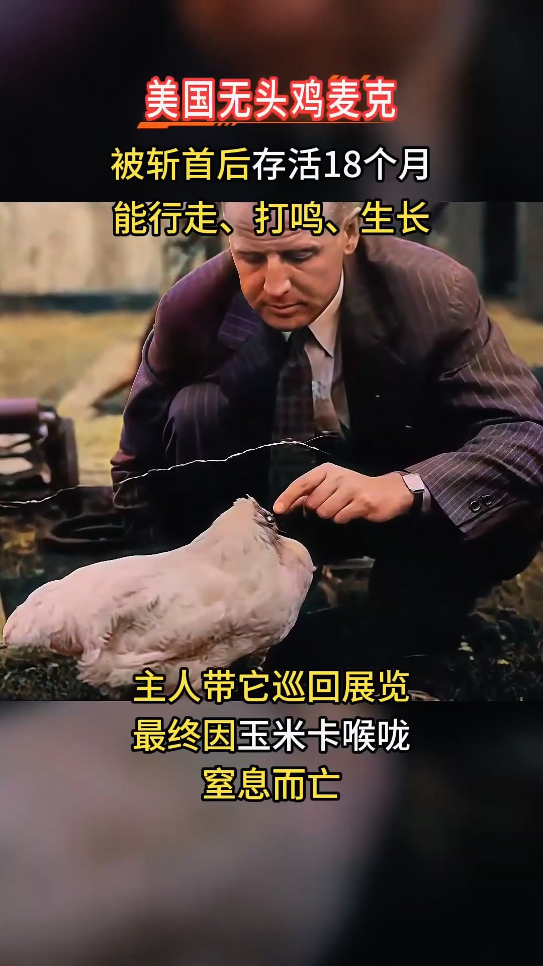 1945年美国无头鸡麦克,断头后活蹦乱跳18个月,甚至开启巡回演出