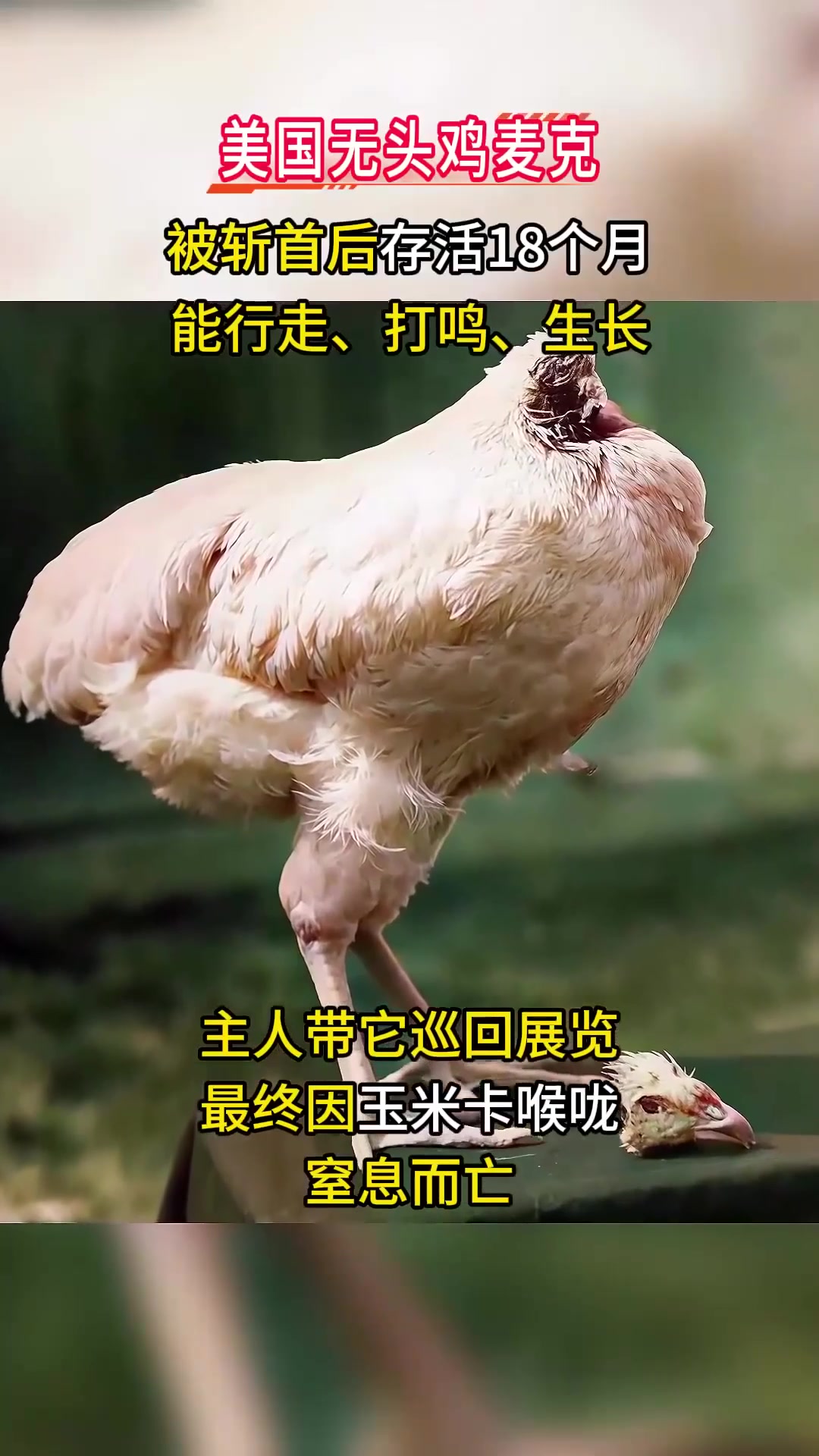 1945年无头鸡麦克,断头后活蹦乱跳18个月,甚至开启巡回演出