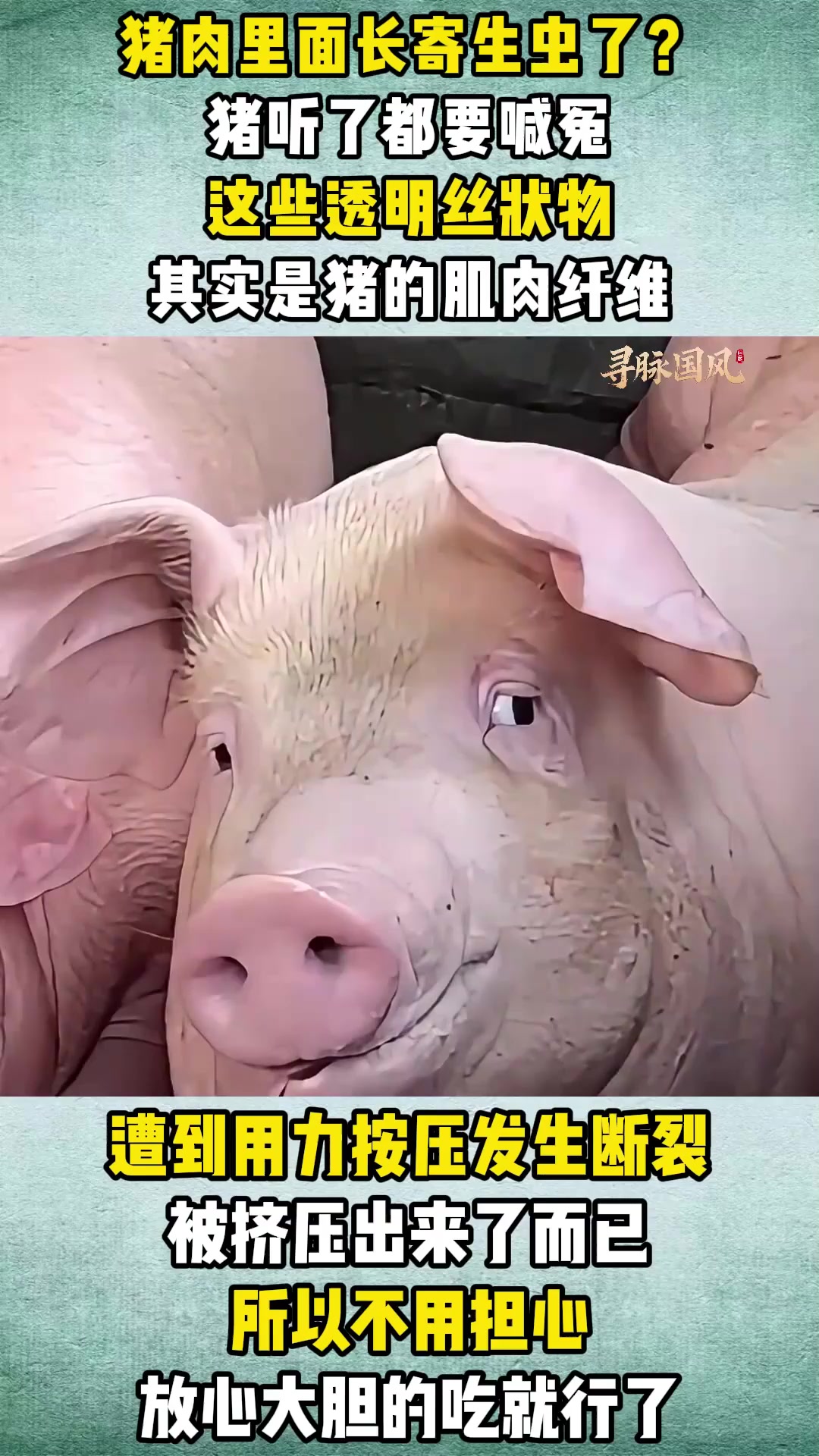 猪肉里面有寄生虫?猪:我死的有点冤,涨知识了