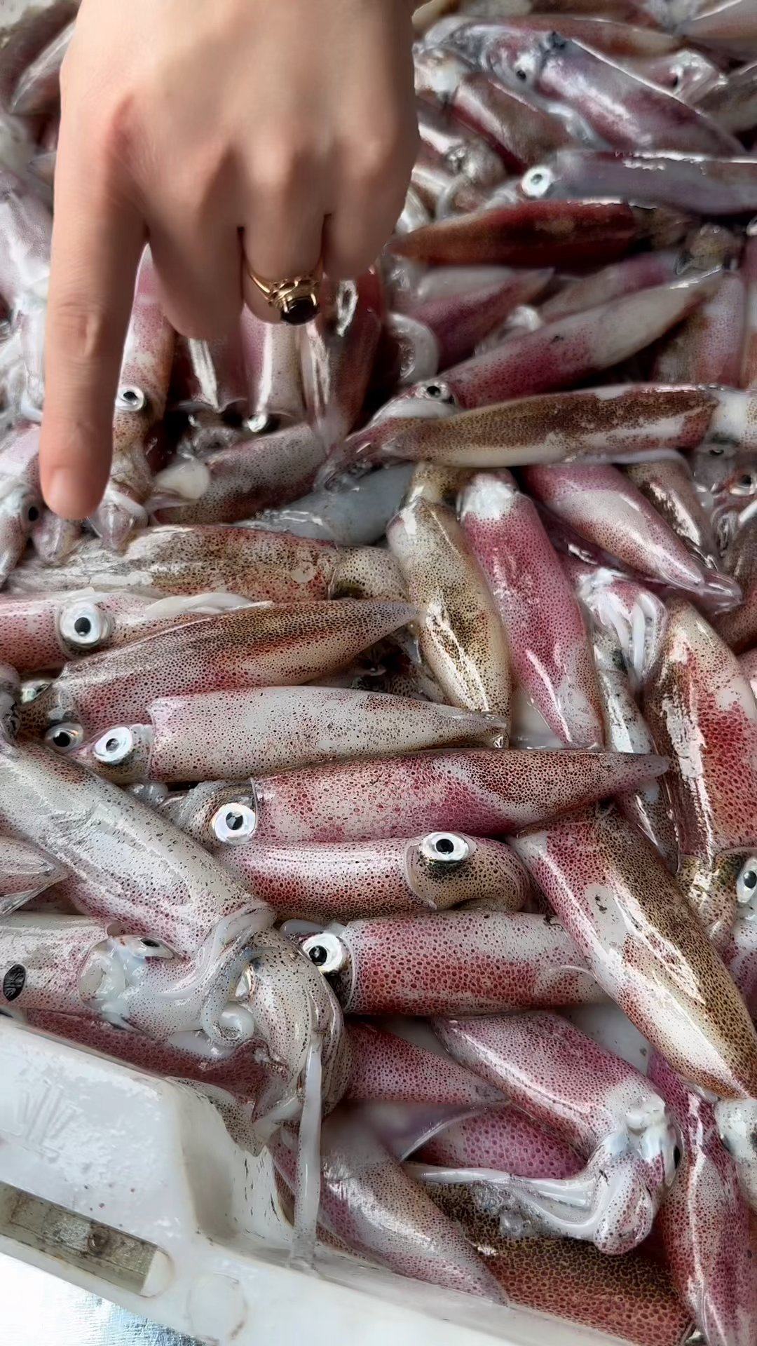 刚刚到货的灯光鱿鱼