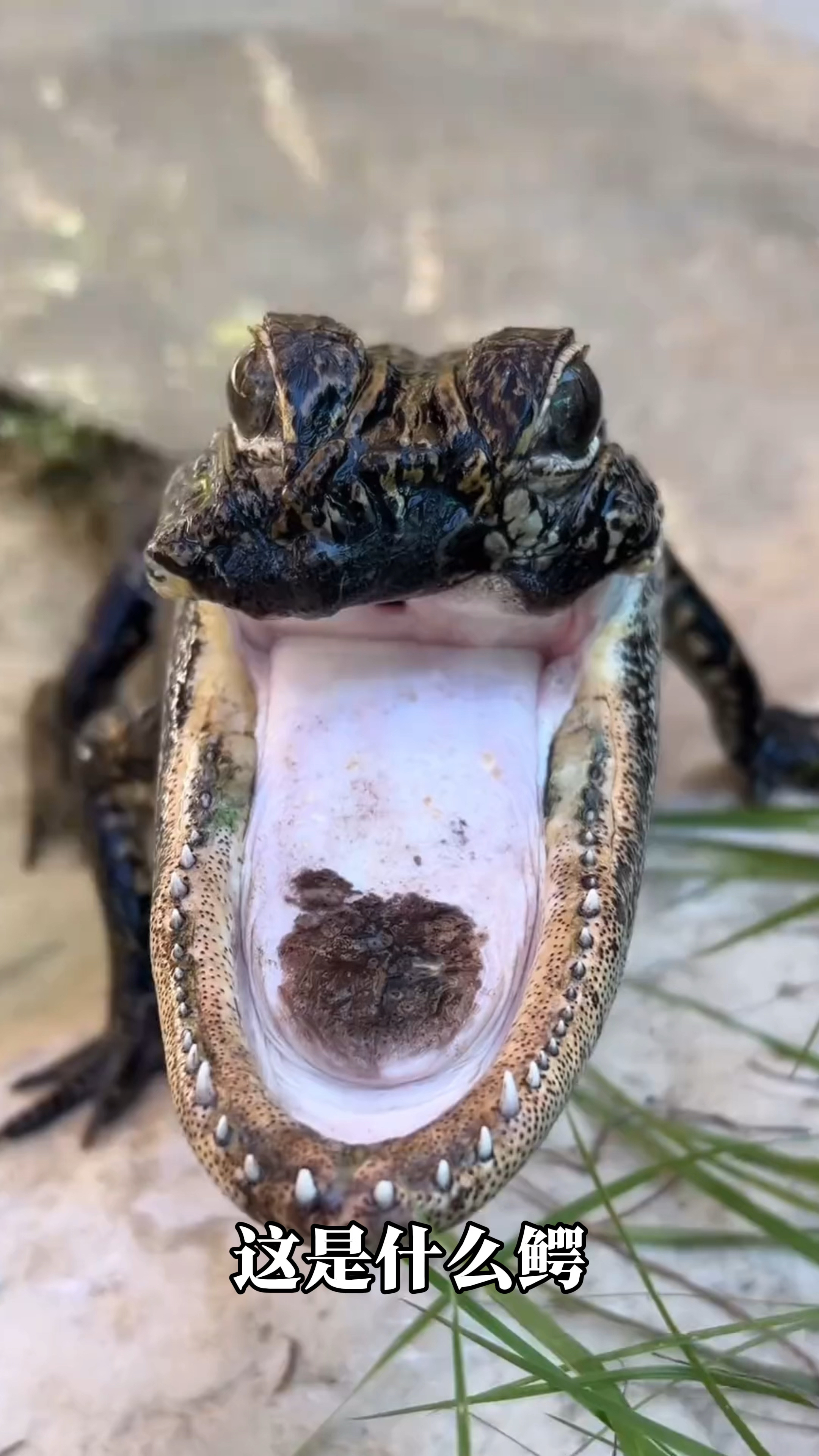 分享14种鳄鱼,你见过几种#鳄鱼 #科普