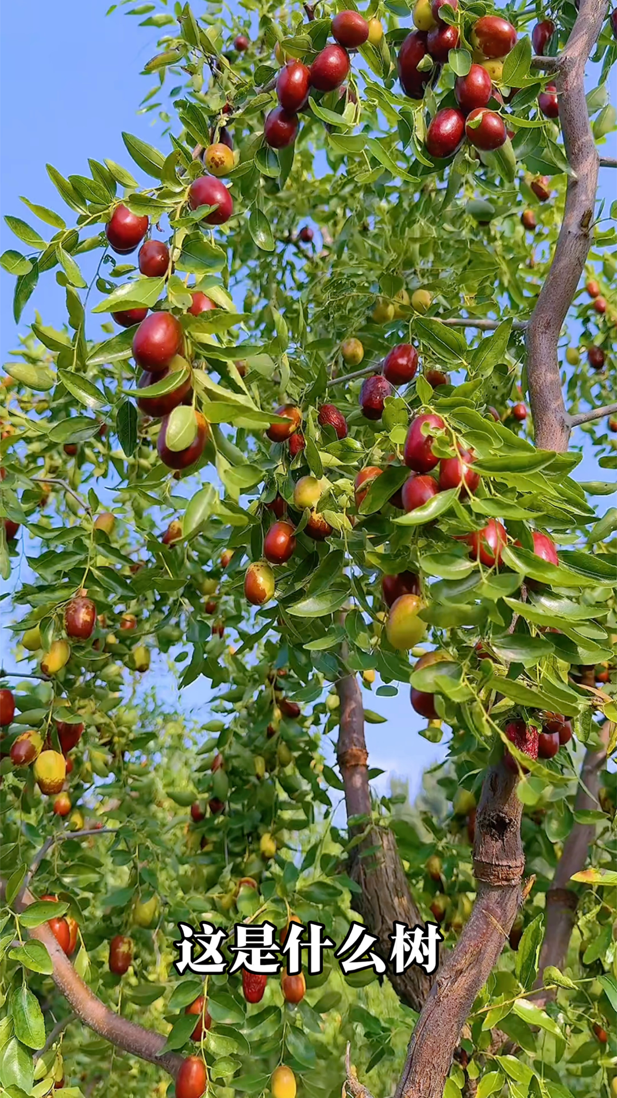 果你是经常吃,但是你知道果树长啥样嘛#三农 #水果