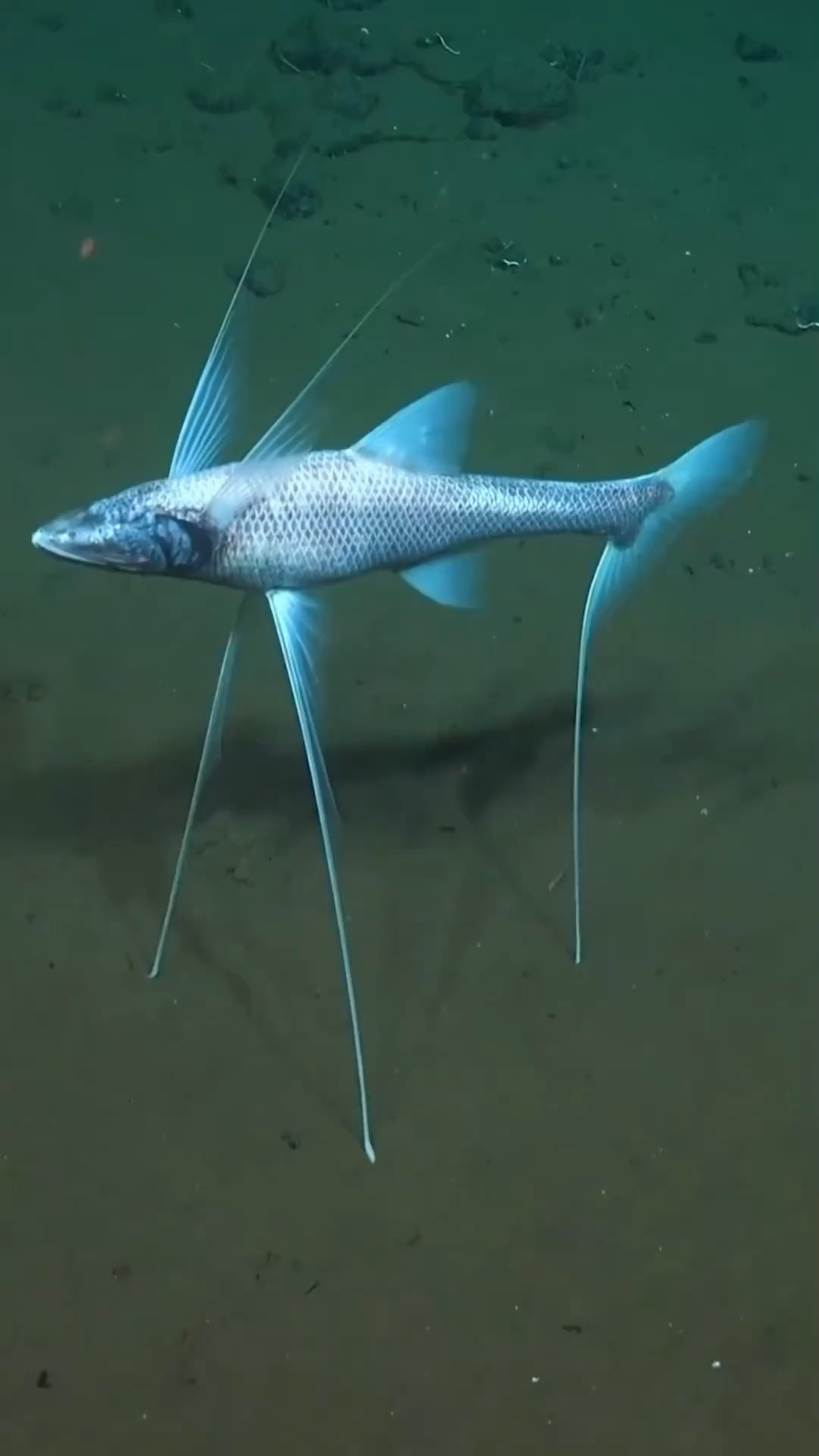 这些海里的生物你见过几种#海洋生物