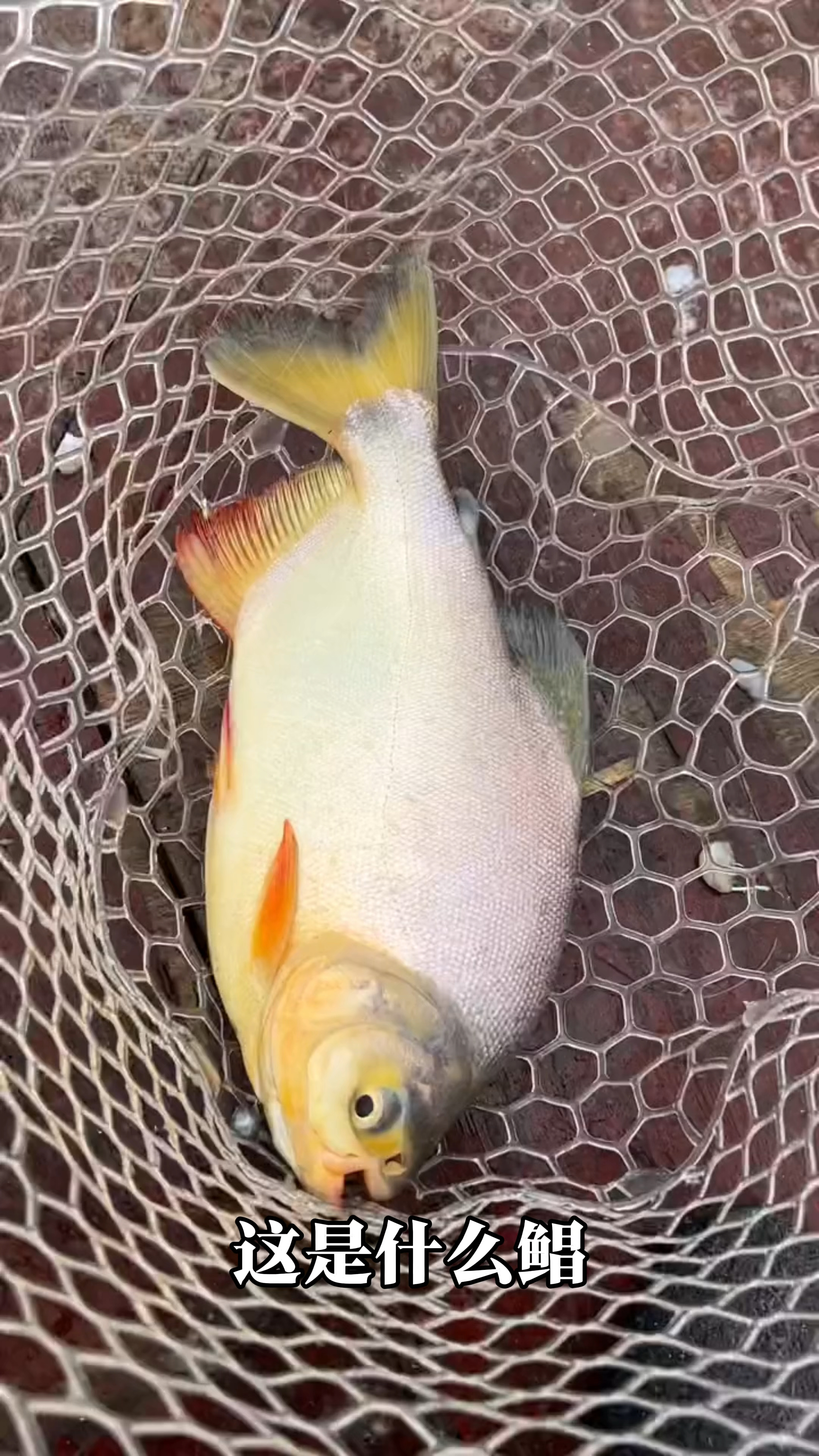 分享12种鲳鱼，你认识几种#鲳鱼 #鱼