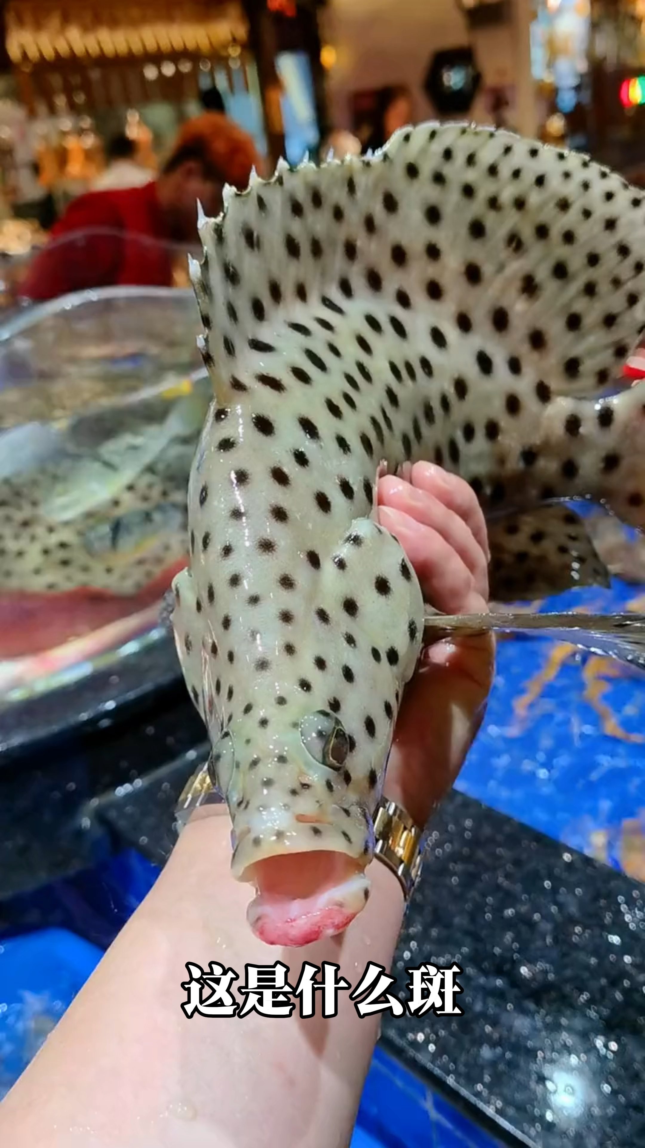 分享14种石斑鱼，你认识几种#石斑鱼 #科普