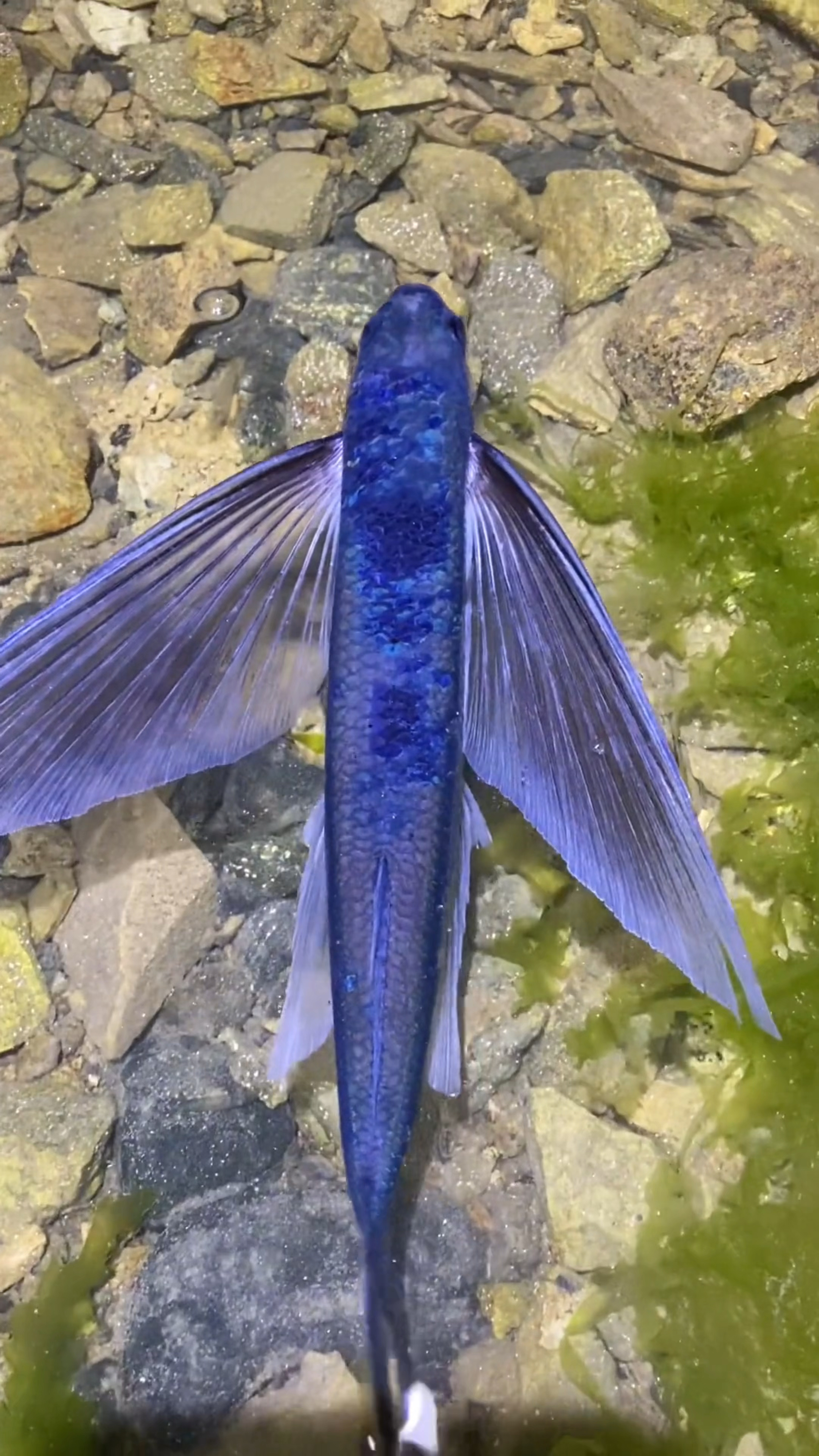 分享17种长相奇特的海鱼，你都见过嘛#海洋生物 #鱼 #海洋