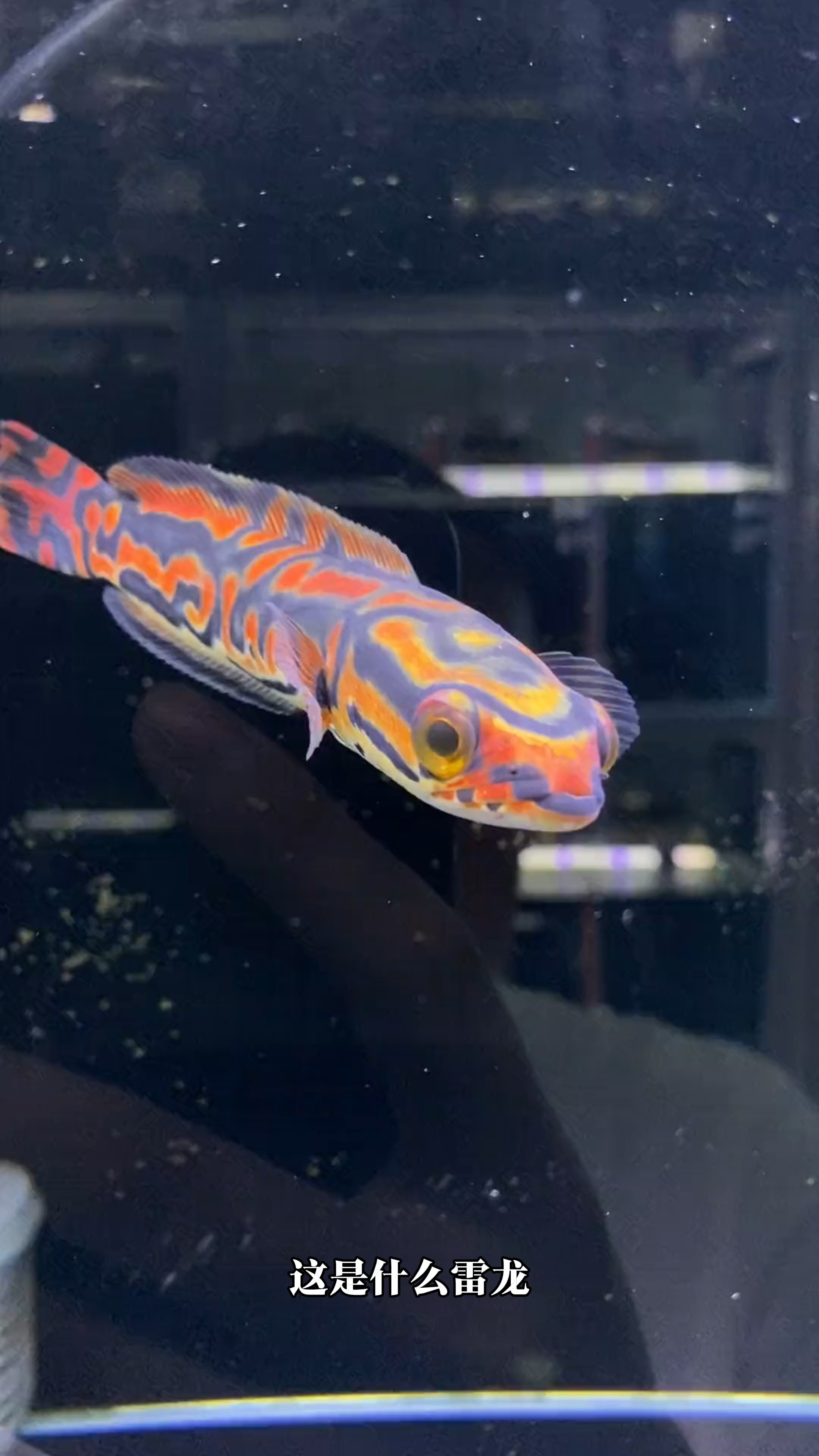 分享17种雷龙，你都见过吗#雷龙鱼 #观赏鱼 #黄金眼镜蛇