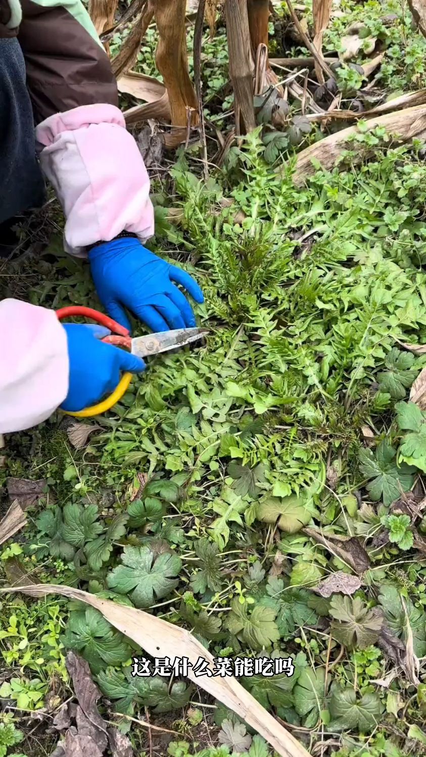 分享30种野菜,你吃过几种#野菜 #绿植 #植物 #野生山货