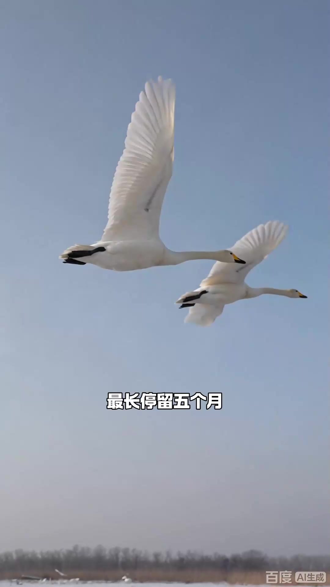 旅游:三门峡天鹅湖湿地,万只天鹅越冬地,河南三门峡生态奇观!