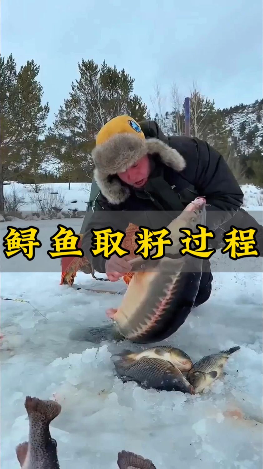 原来鱼子酱是这样来的。