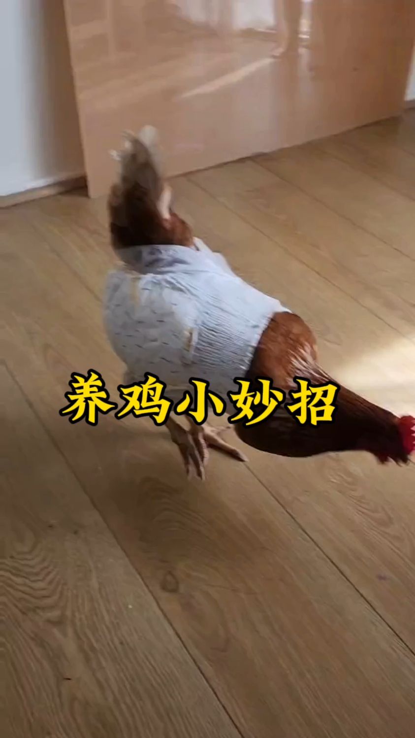 给鸡穿纸尿裤，大哥养鸡真有妙招！