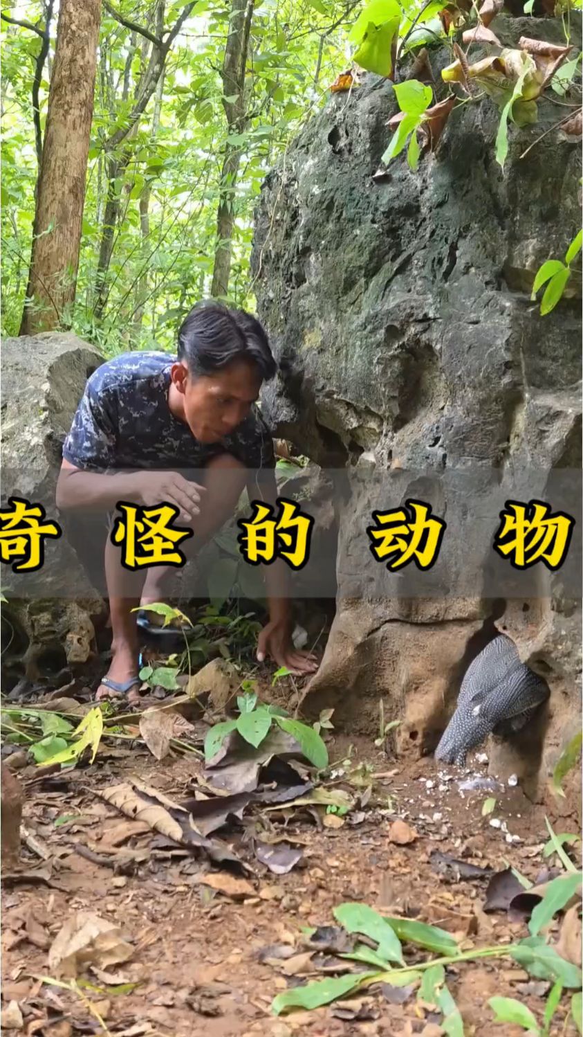 这鸡太会藏!丛林岩石洞,珍珠鸡藏了一窝蛋,大哥挪开鸡全露馅了