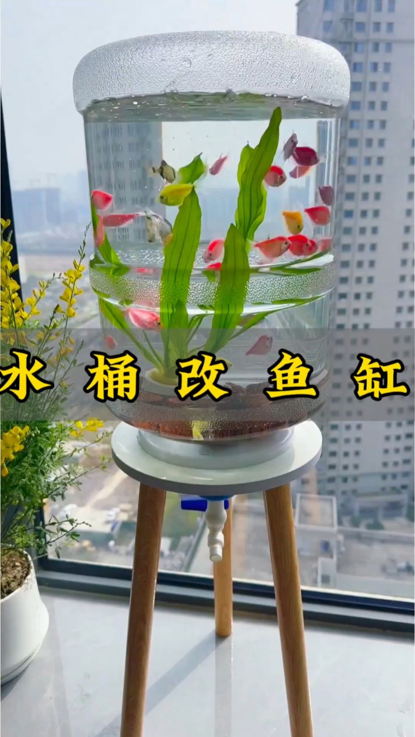 废弃水桶改鱼缸,这脑洞绝了!