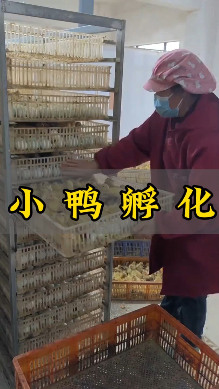 大姐家的小鸭出壳了,毛茸茸超可爱