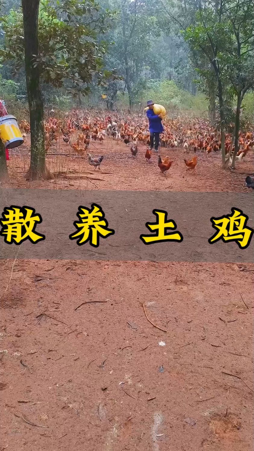 山林散养土鸡,一撒饲料就成“鸡海”!