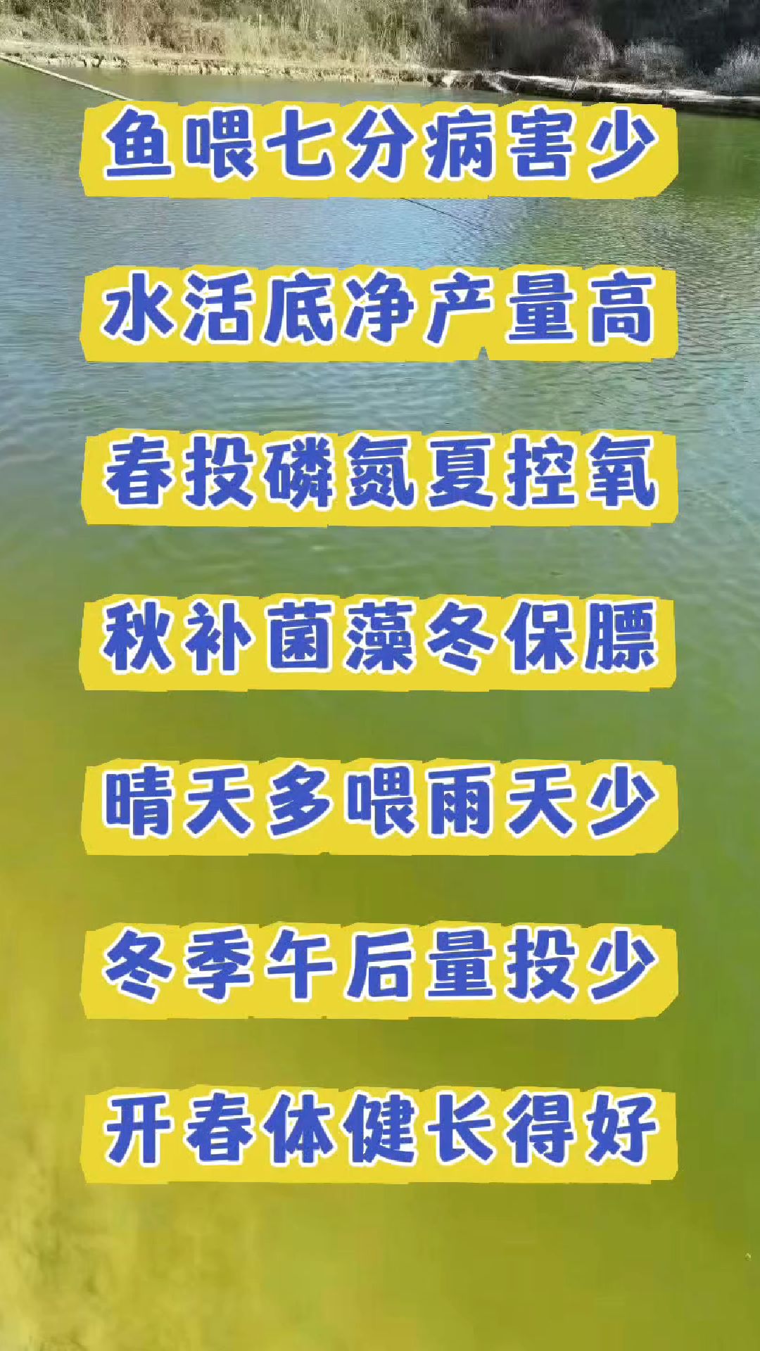 鱼喂七分病害少#水产养殖#鱼虾蟹养殖#四大家鱼#白对虾花白鲢养殖