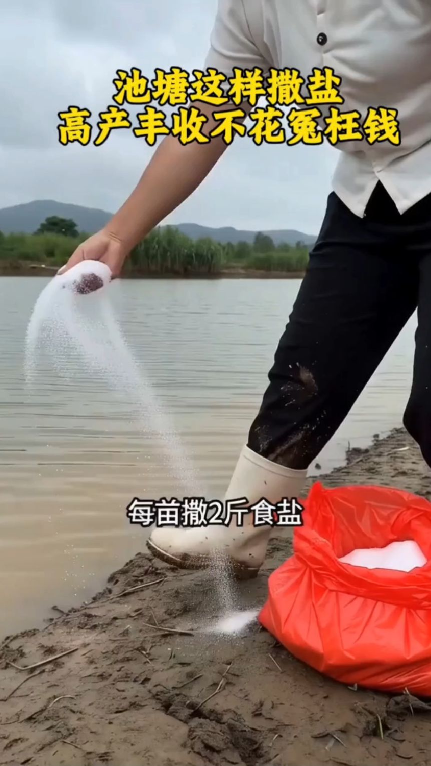 这样撒盐高产不花冤枉钱#水产养殖#鱼虾蟹养殖#四大家鱼养殖#鲈鱼
