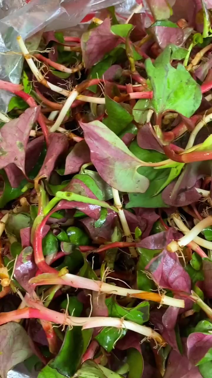 四川人的最爱、凉拌折耳根。这是什么神仙味道、!