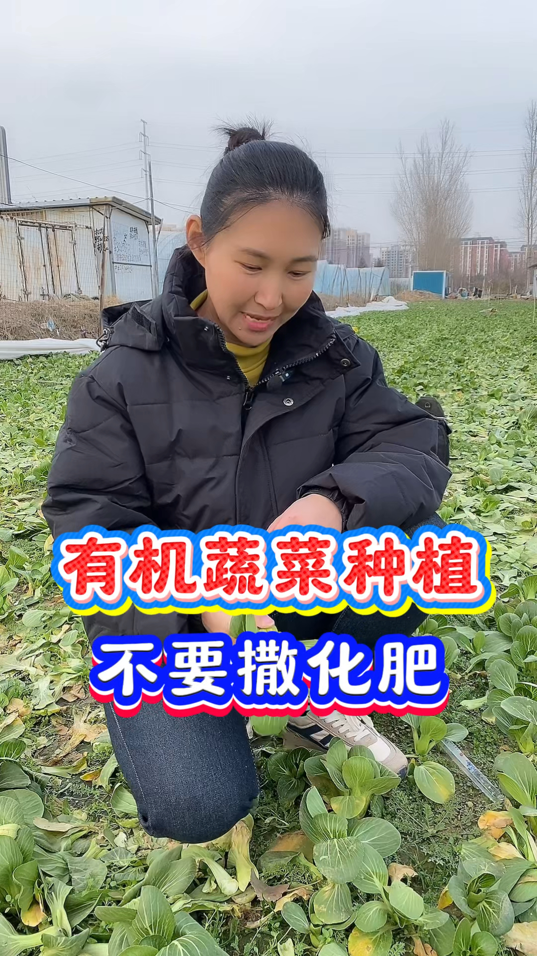 有机蔬菜种植不要撒化肥