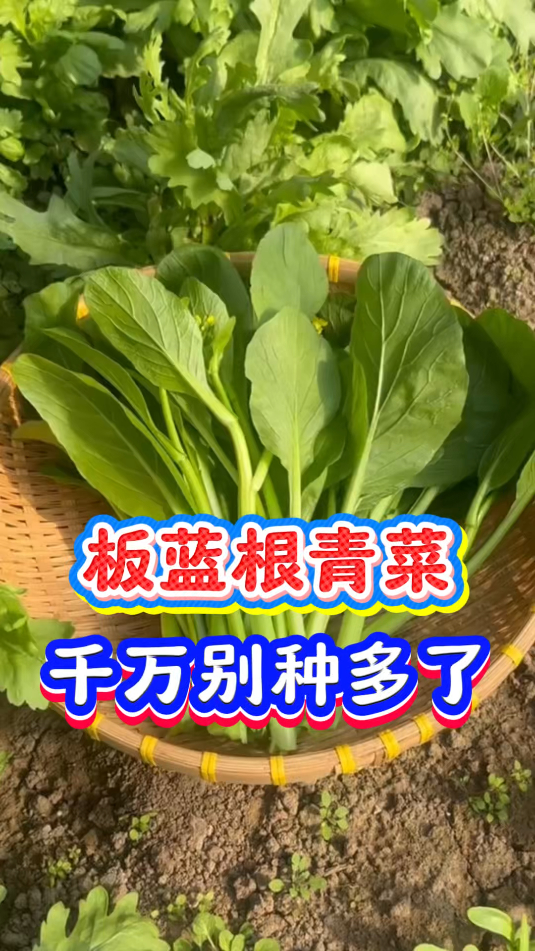 板蓝根青菜，营养更健康