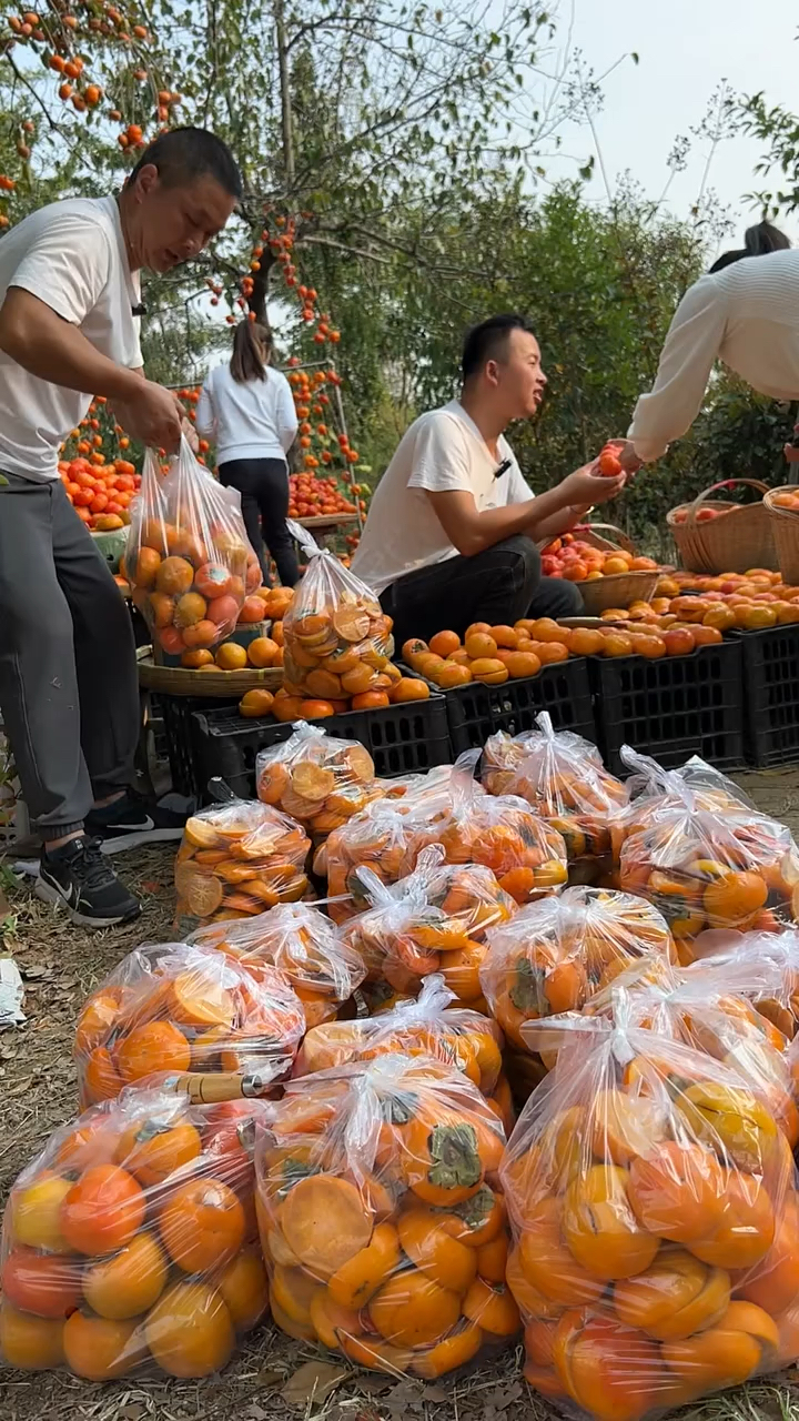 阳丰巧克力脆甜柿子