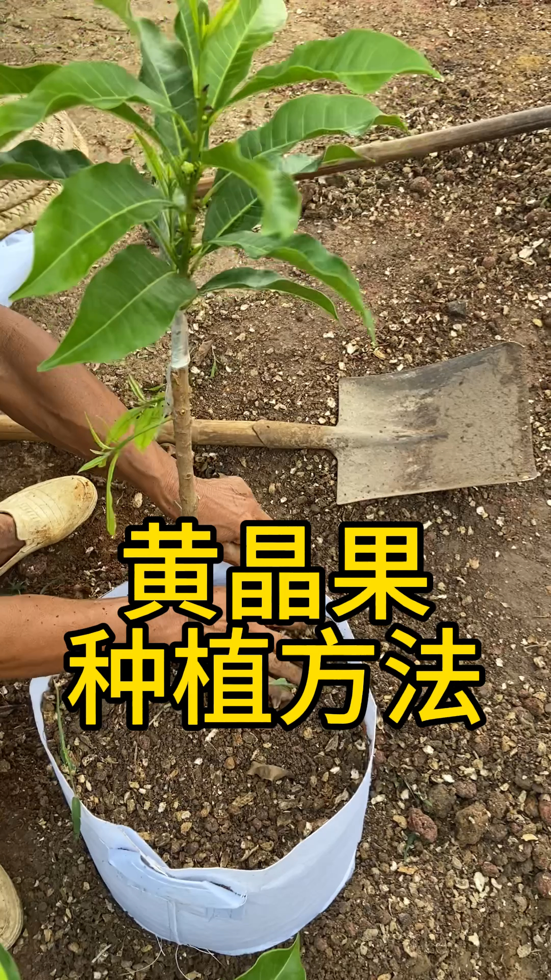 万亿一号黄晶果种植方法#黄晶果#三农种植 #果树种植 #优质水果