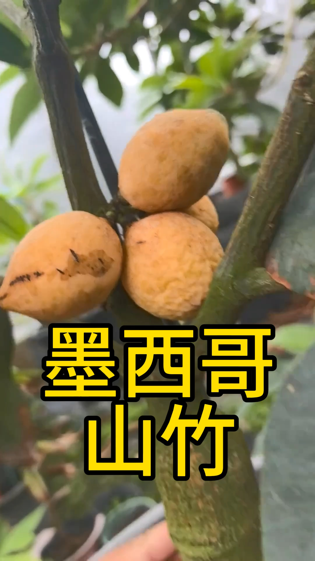 墨西哥山竹,帶花包来了#墨西哥山竹#优质水果 #助力三农