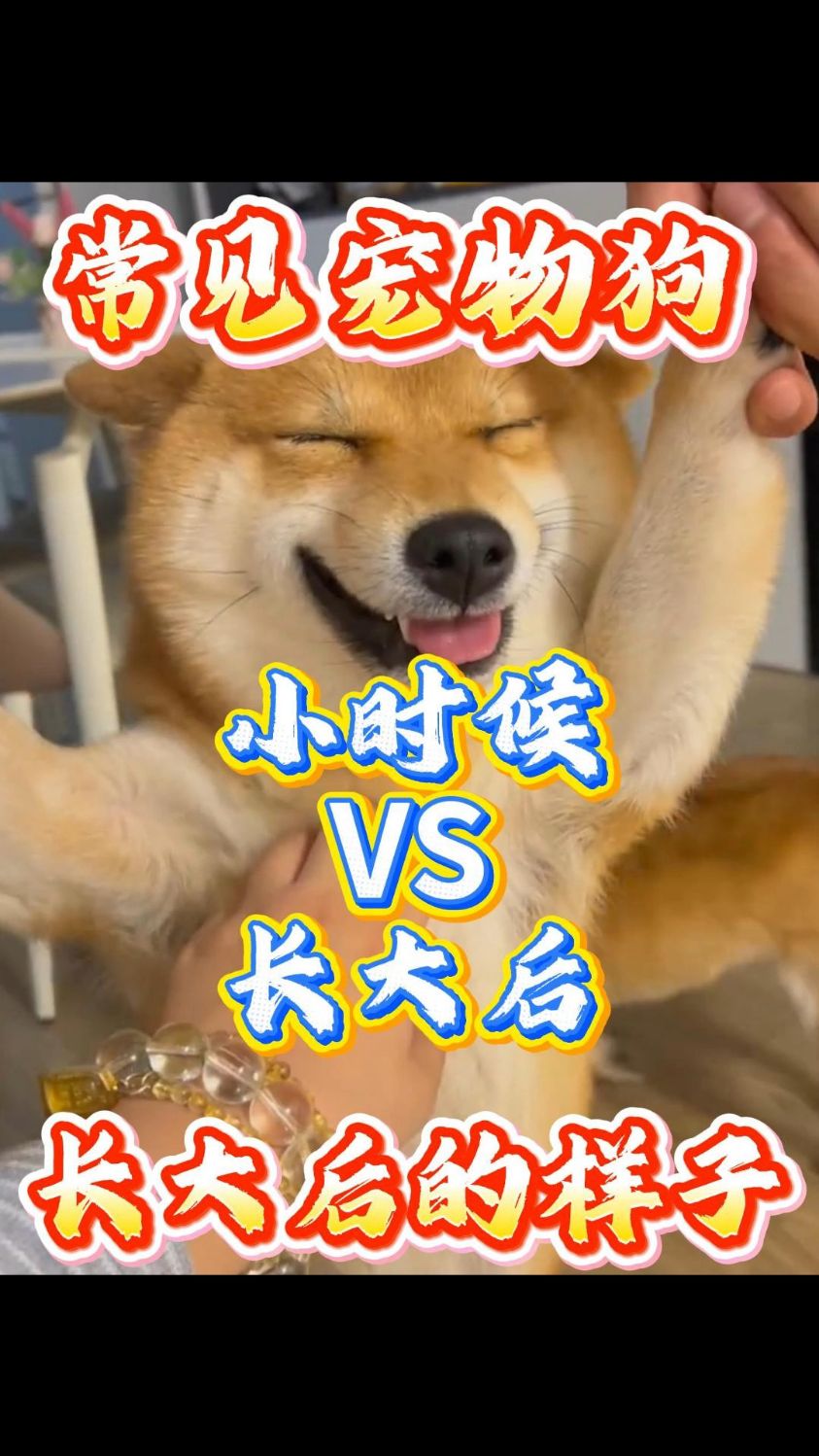 常见宠物狗小时候 VS 长大后的样子