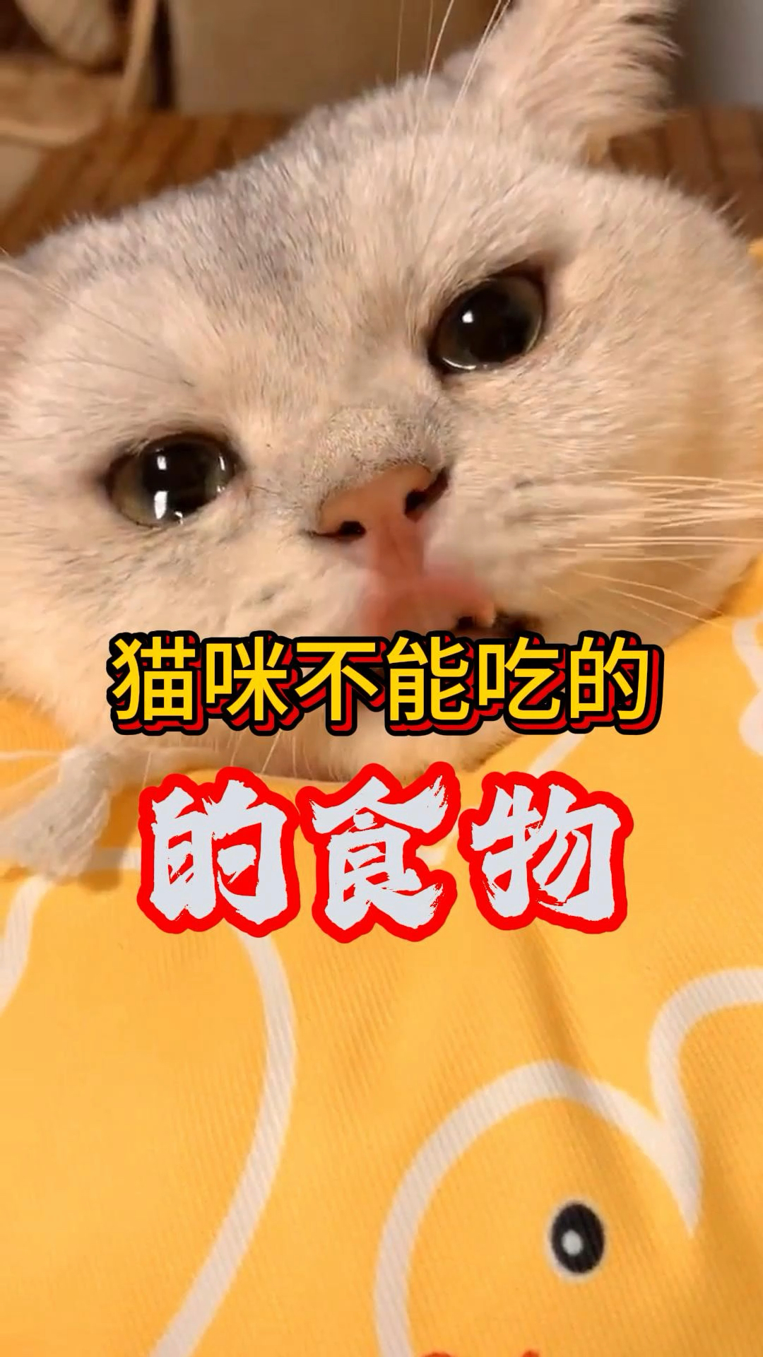 猫咪不能吃的食物,你知道有什么吗