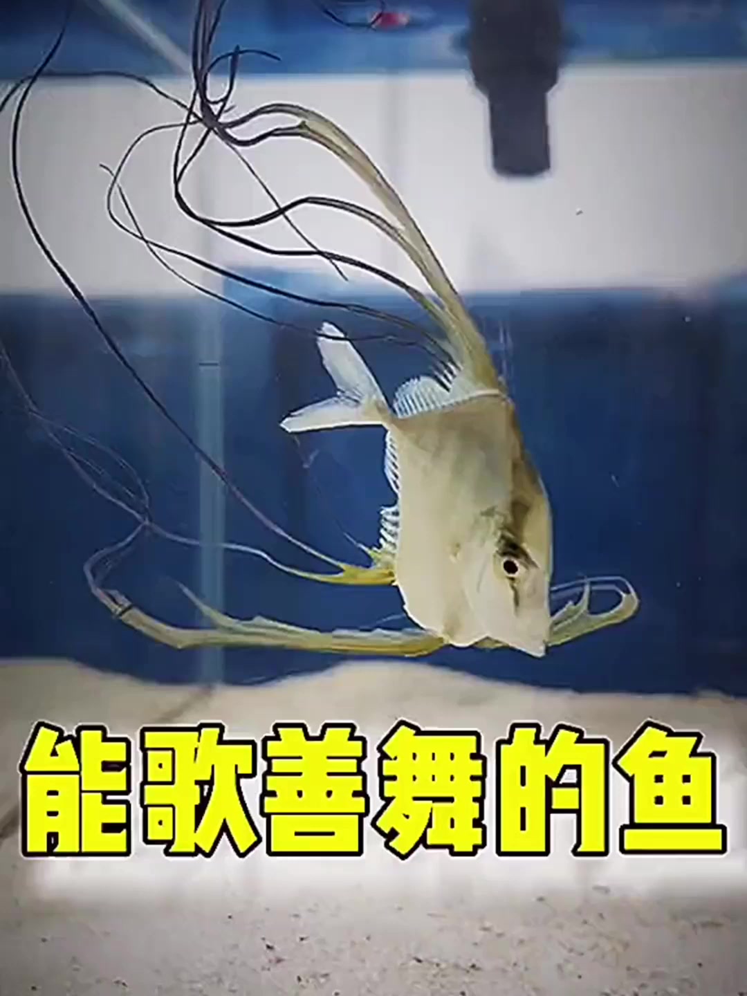 你们没见过的海水鱼
