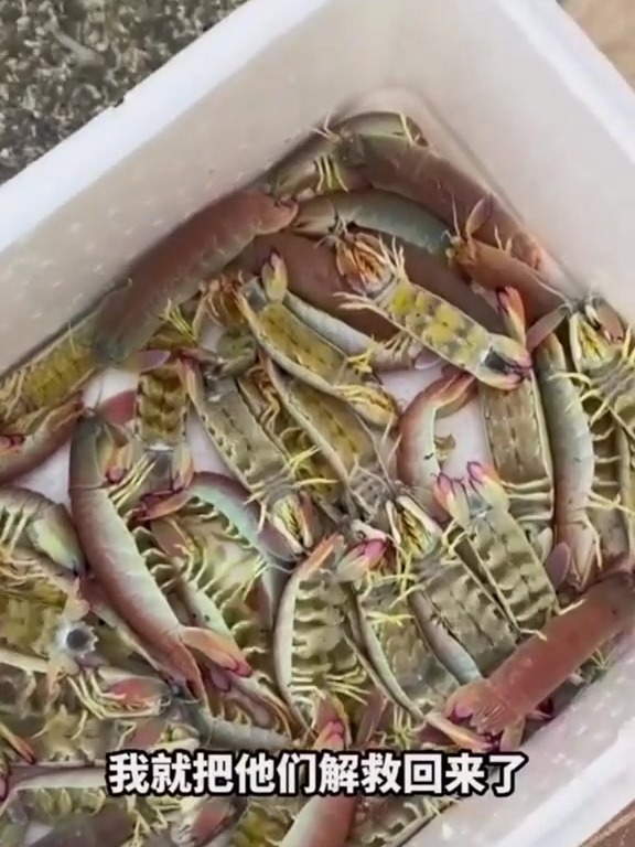 水滴鱼和石头鱼哪个更丑？