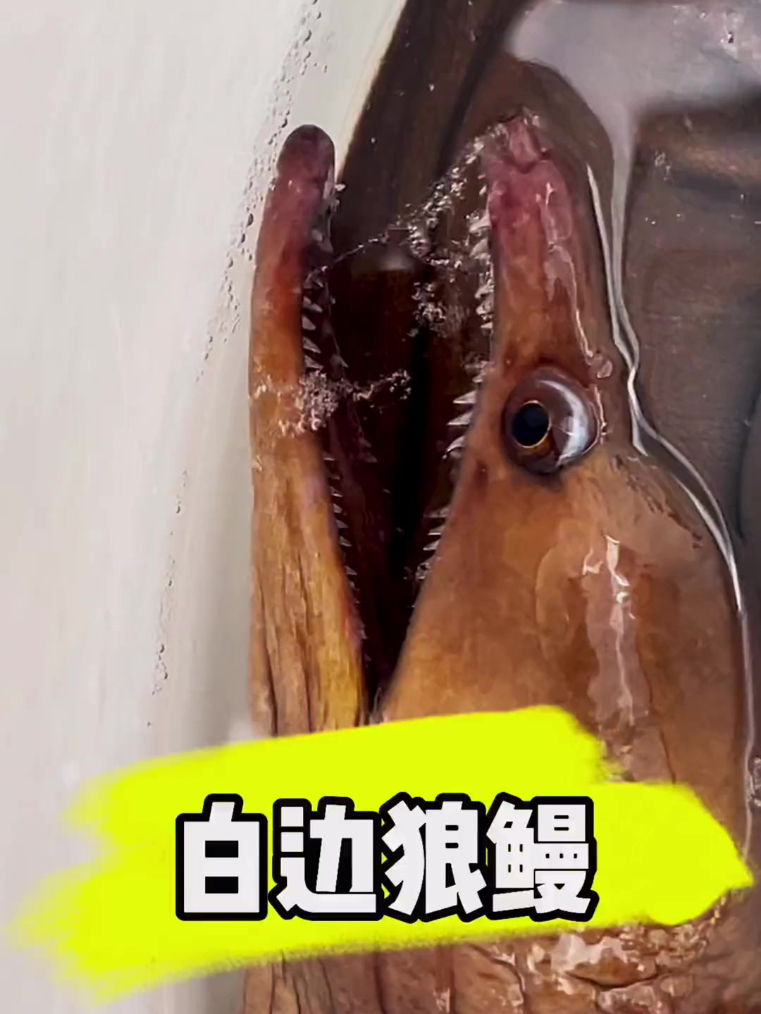 白边狼鳗