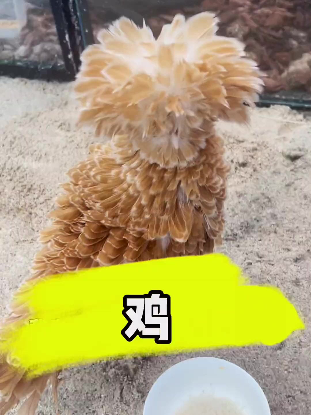 鲨鱼池来鸡了