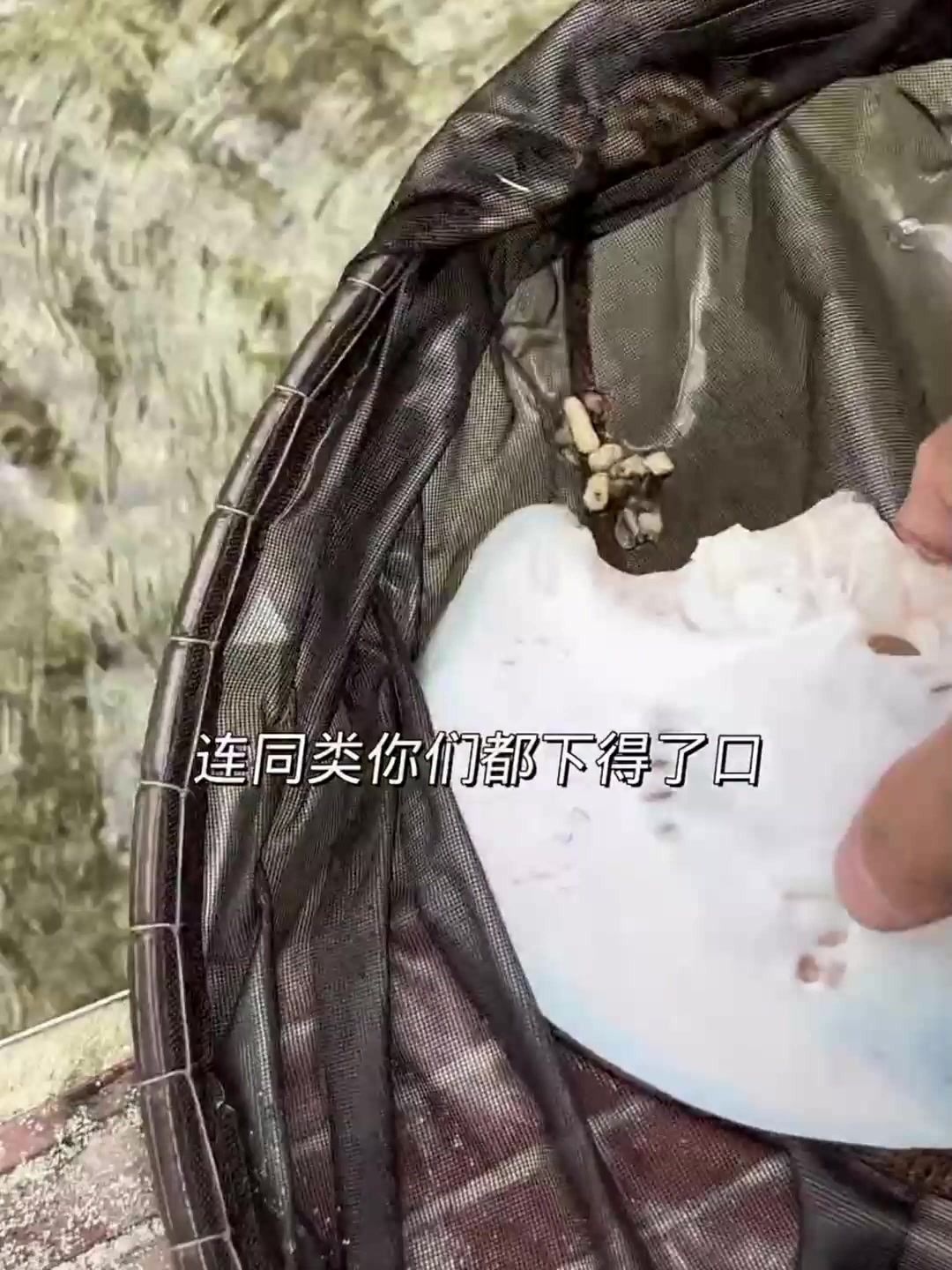 鳐鱼被吃了