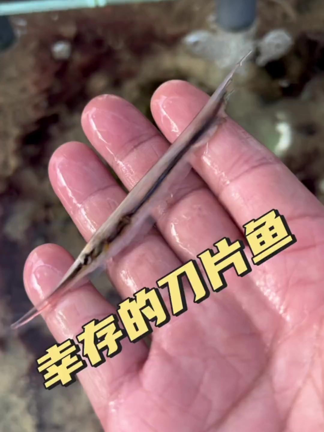 幸存的刀片鱼