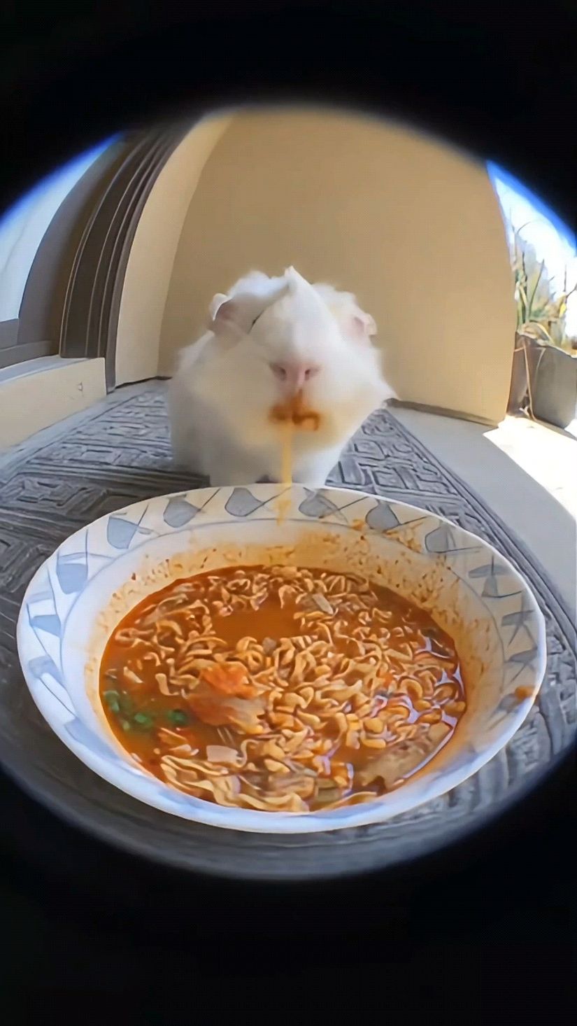 爱吃火鸡面的猪妞