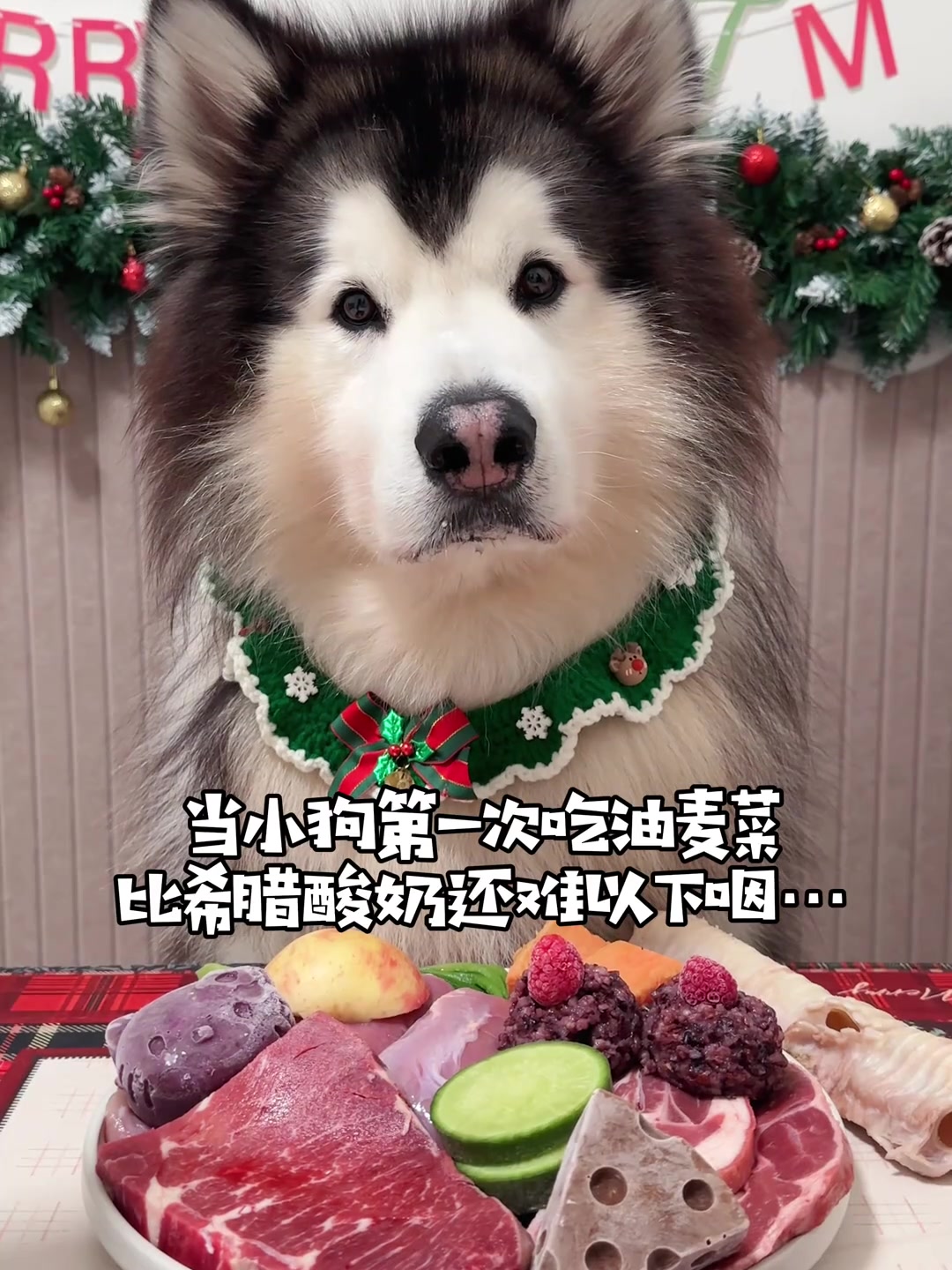 当小狗第一次吃油麦菜比希腊酸奶还难以下咽…