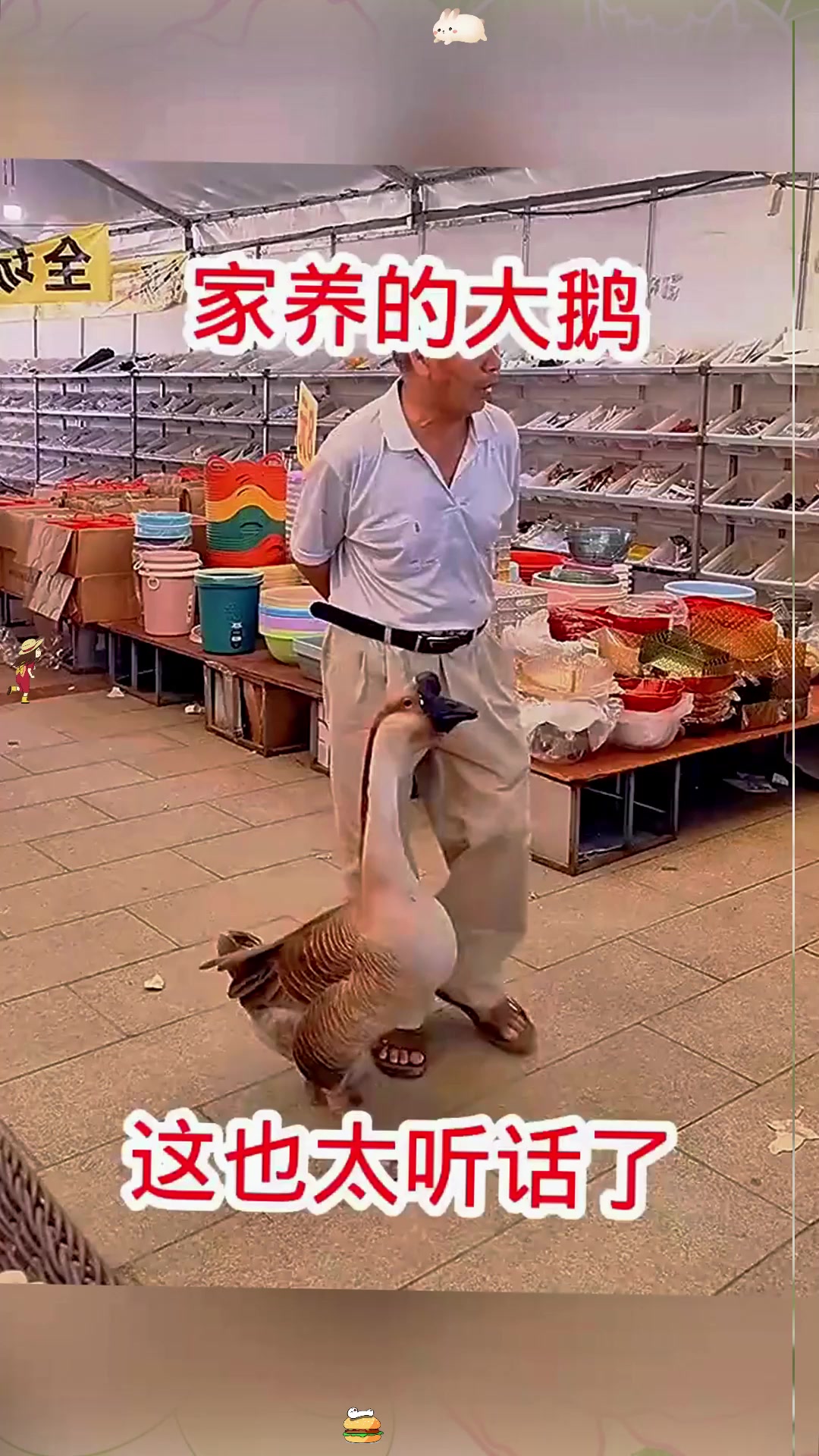 家养的大鹅，这也太听话了！