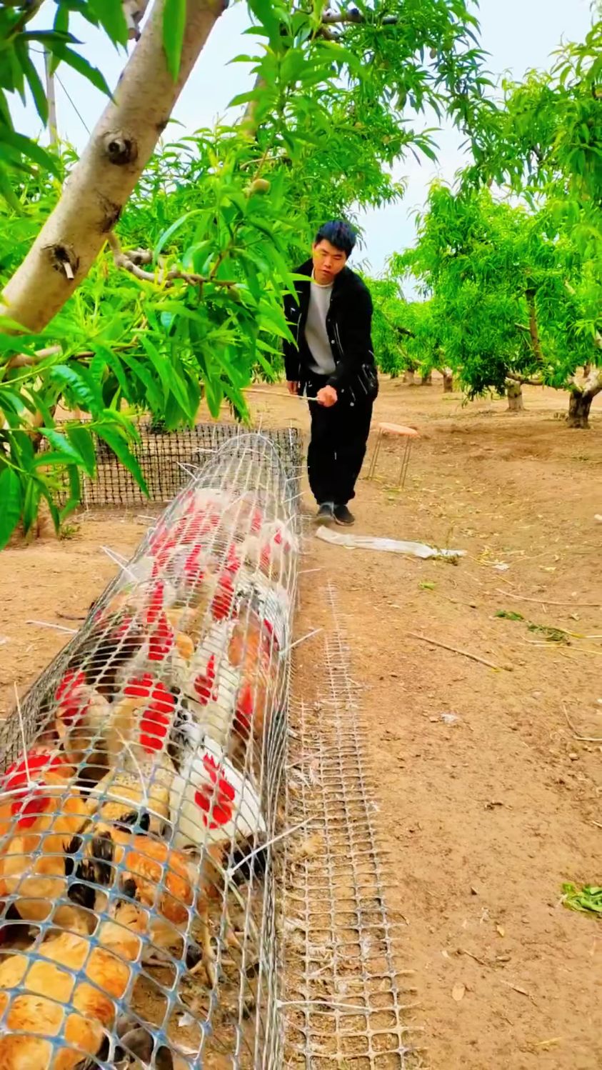 农人自制田园长鸡笼