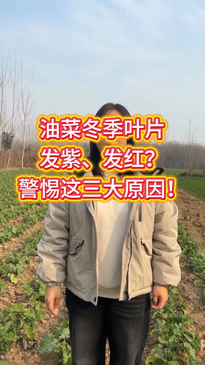 油菜红叶紫叶怎么办