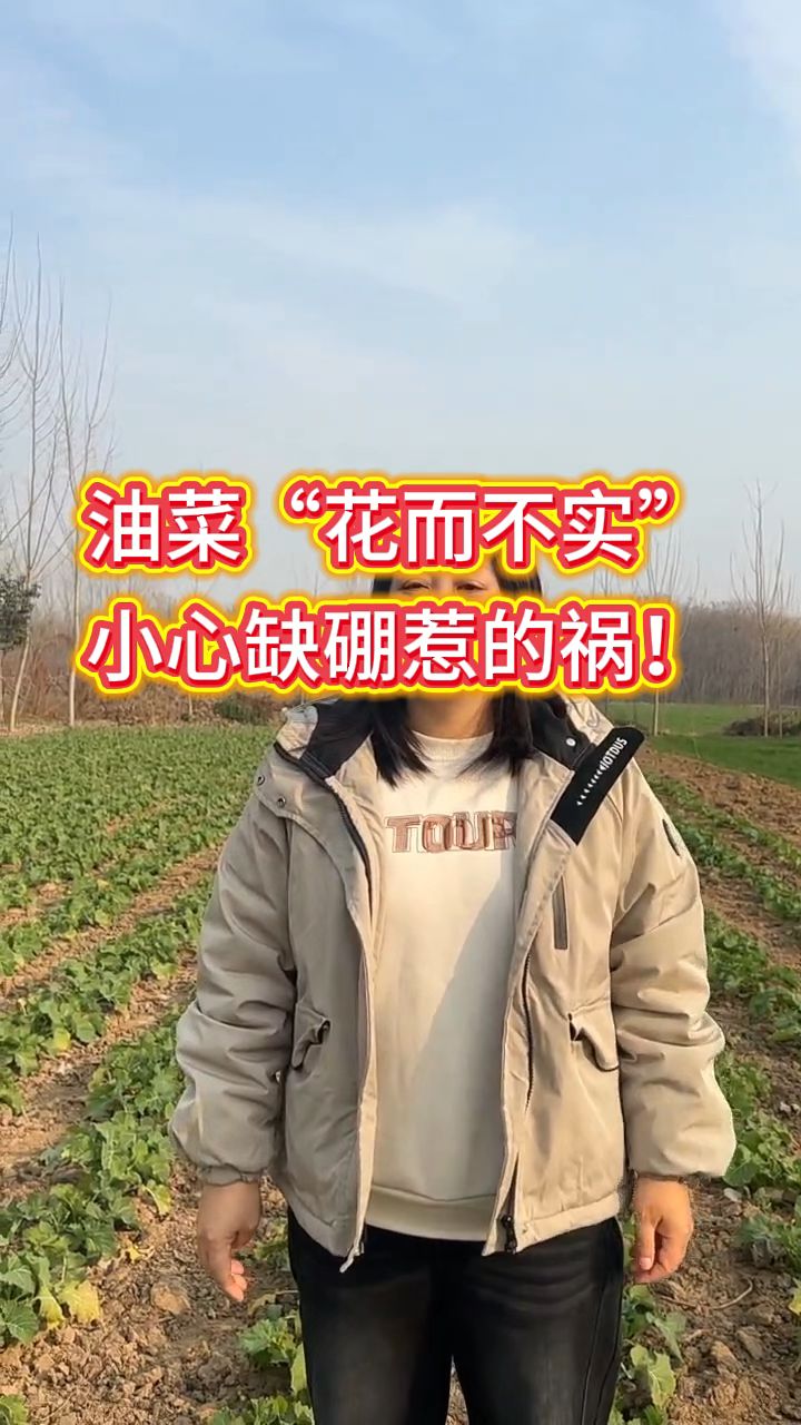油菜缺硼的症状快来看