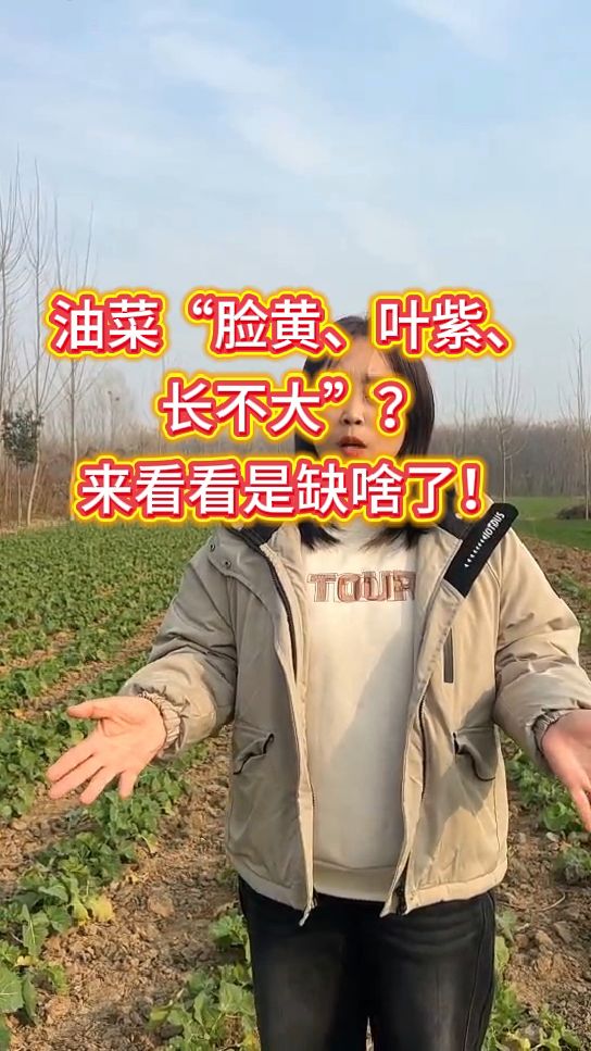 油菜脸黄叶紫长不大,看看是缺啥了