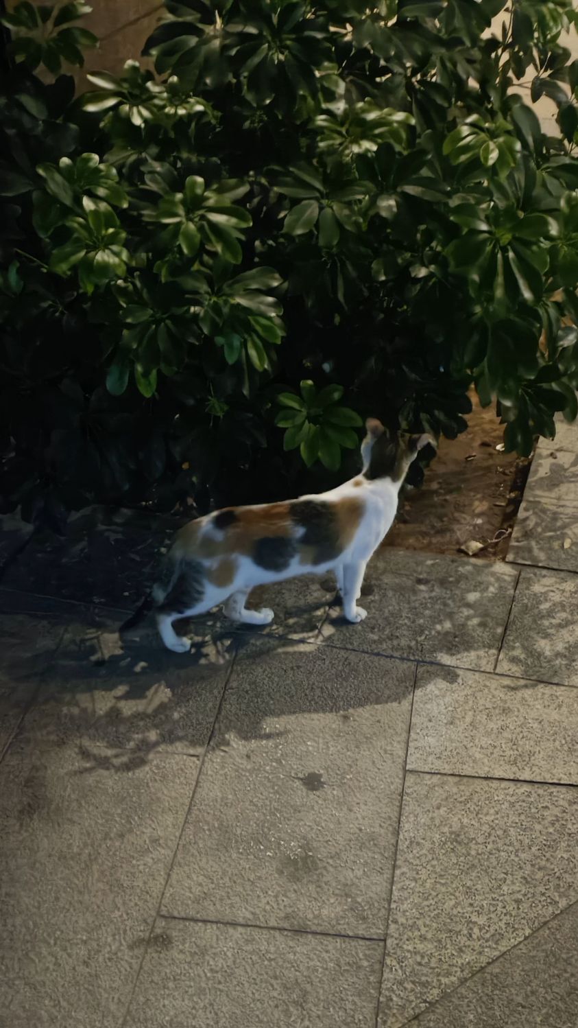 夜遇花猫自制壁纸。实拍三花猫图集十二张原图制作治愈手机壁纸。