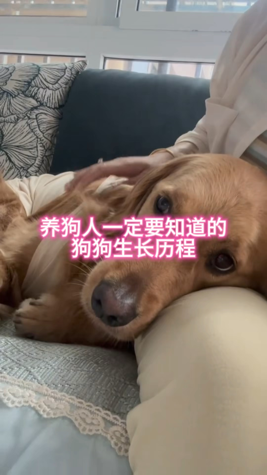 养狗人一定要知道的狗狗生长历程