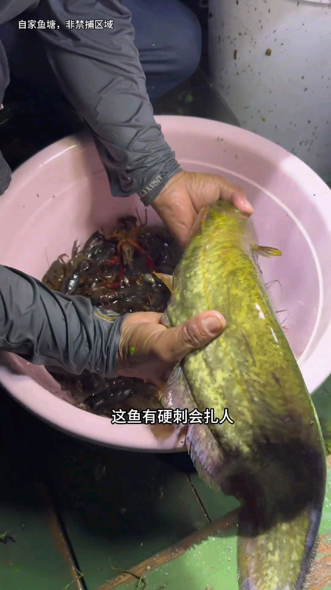哇塞，今天收了一条巨型黄金胡子鲶
