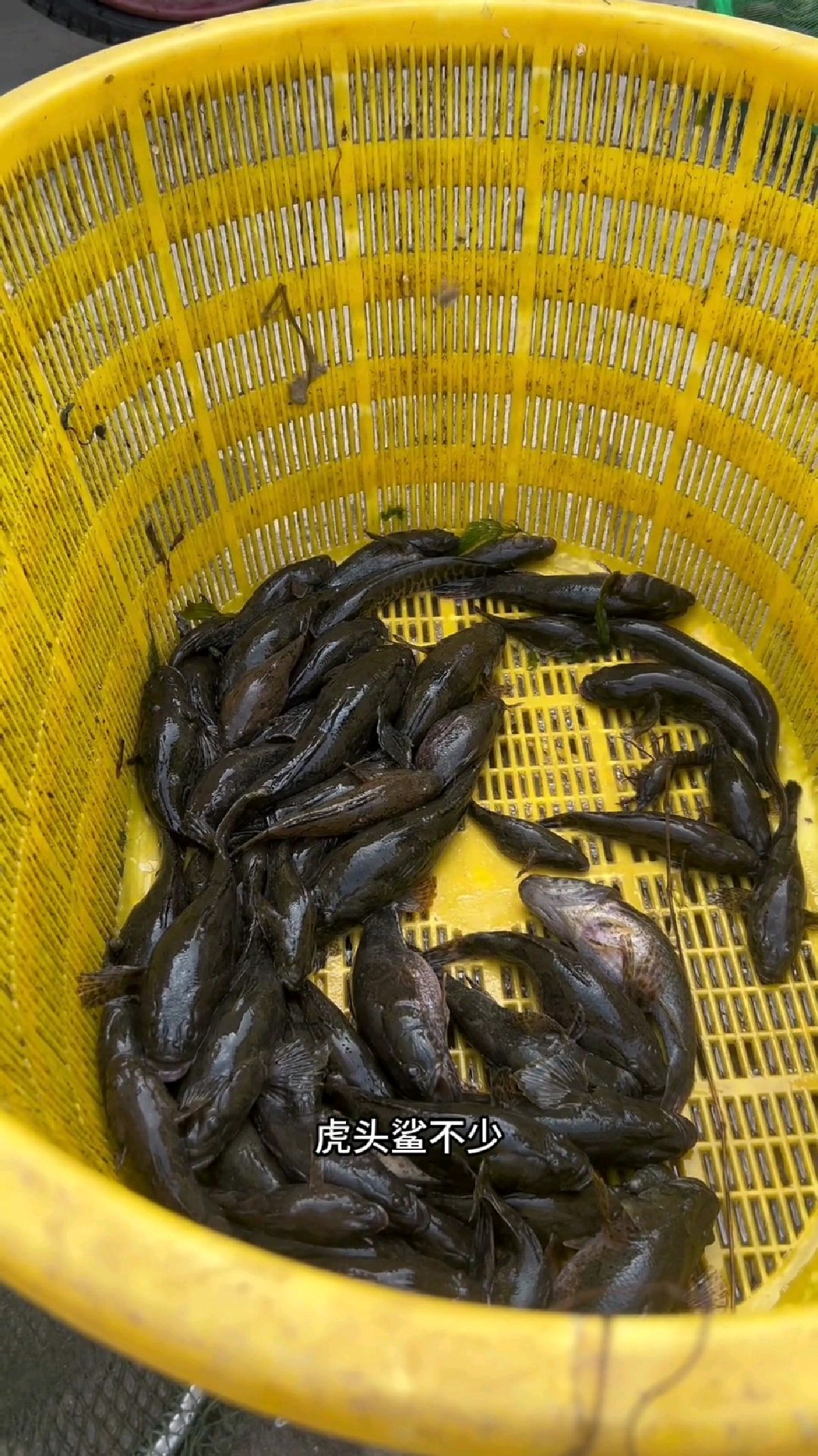 今天的虎头鲨特别多，一条接一条