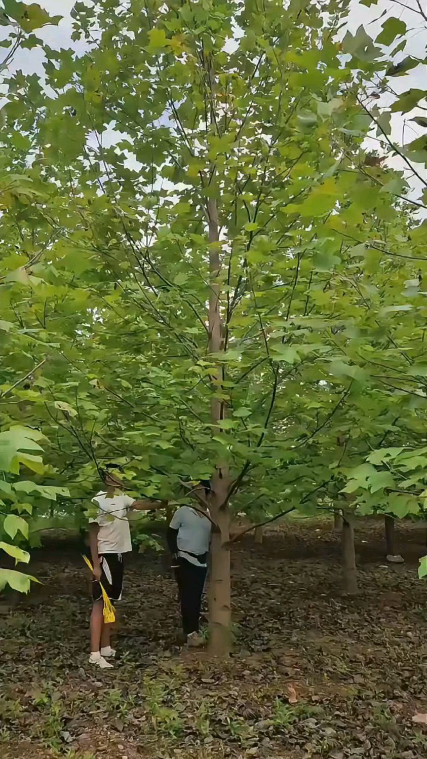 马褂木又名鹅掌楸木兰科鹅掌楸属的落叶乔木因叶片形似马褂而得名