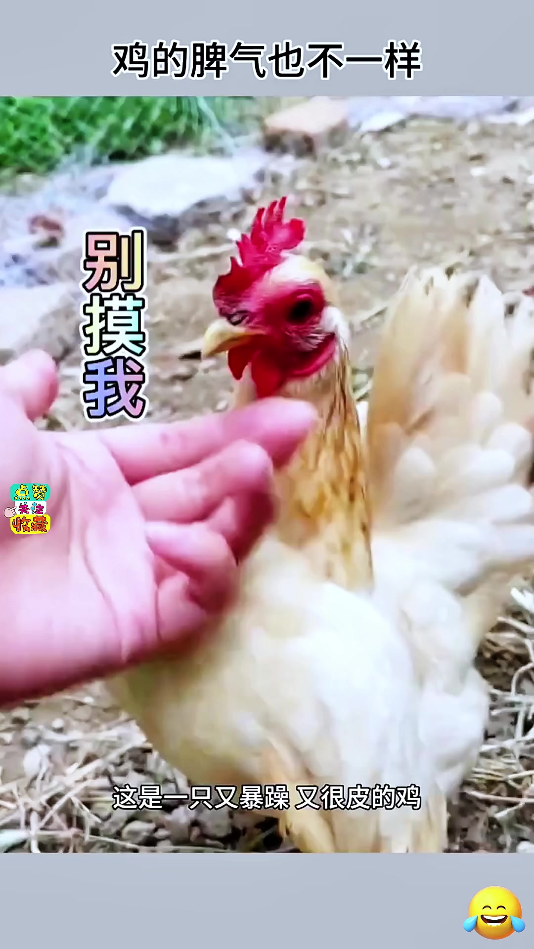 鸡的脾气也是不一样的 