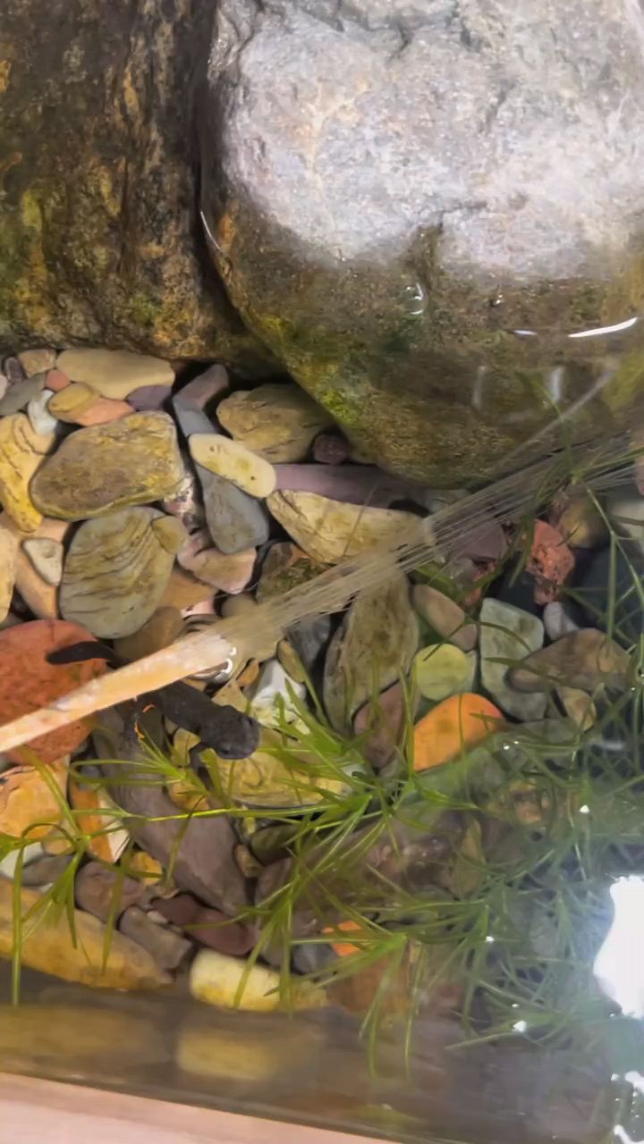 做个不用换水的生态缸！