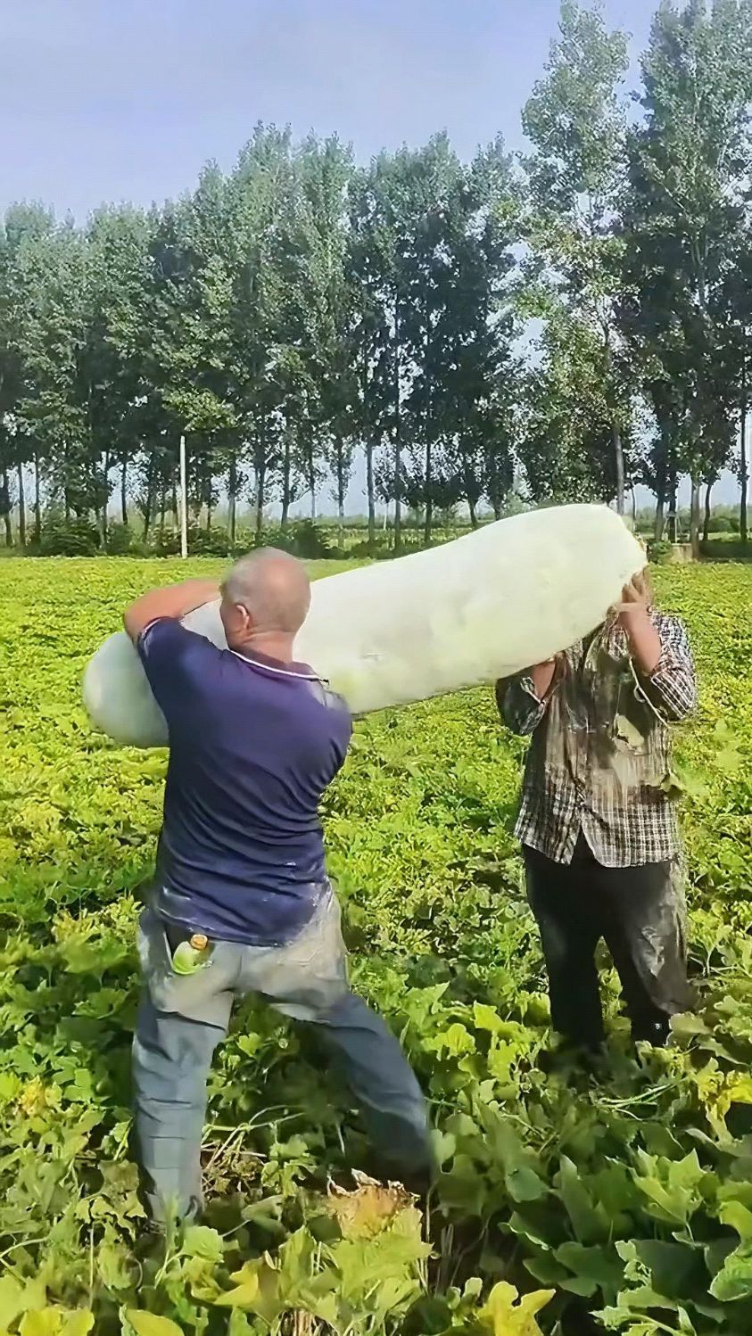 盘点瓜类,你都吃过吗